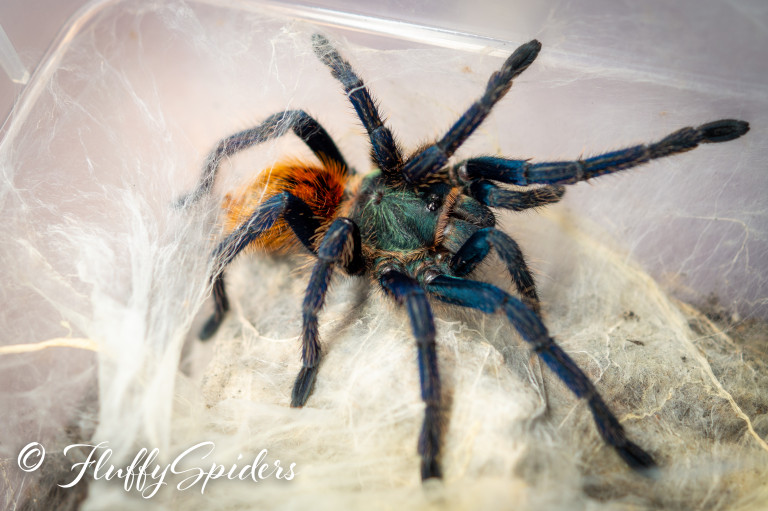 0.1 Chromatopelma cyaneopubescens 3cm Fluffy Spiders